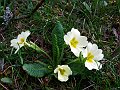 Primulaceae - Primula vulgaris